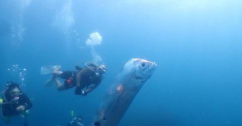A photo posted by diving instructor Wang Cheng-ru on July 3, 2023 or the oarfish spotted off the coast of Taiwan.