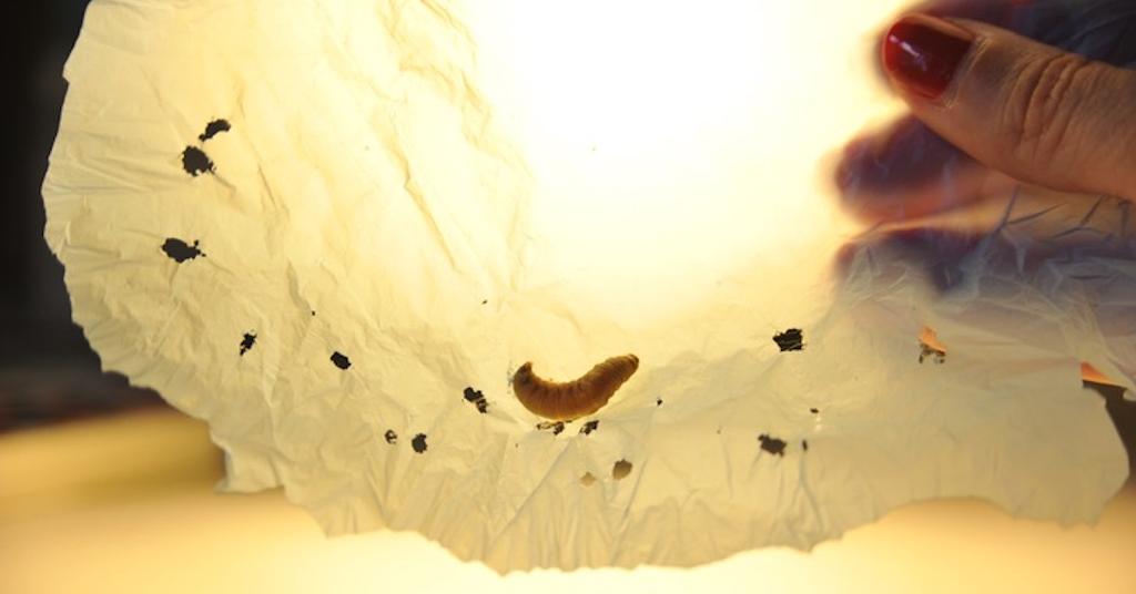 PlasticEating Wax Worms Could Be the Answer With Plastic Pollution
