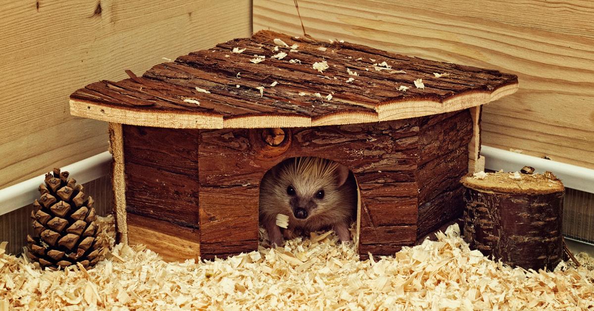 The Best Small Pets for Kids