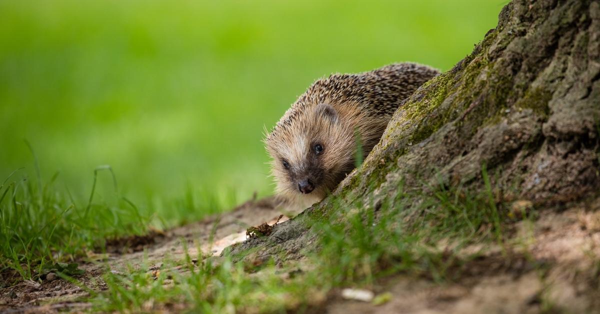 European hedgehog peeking around the corner of a tree stump.