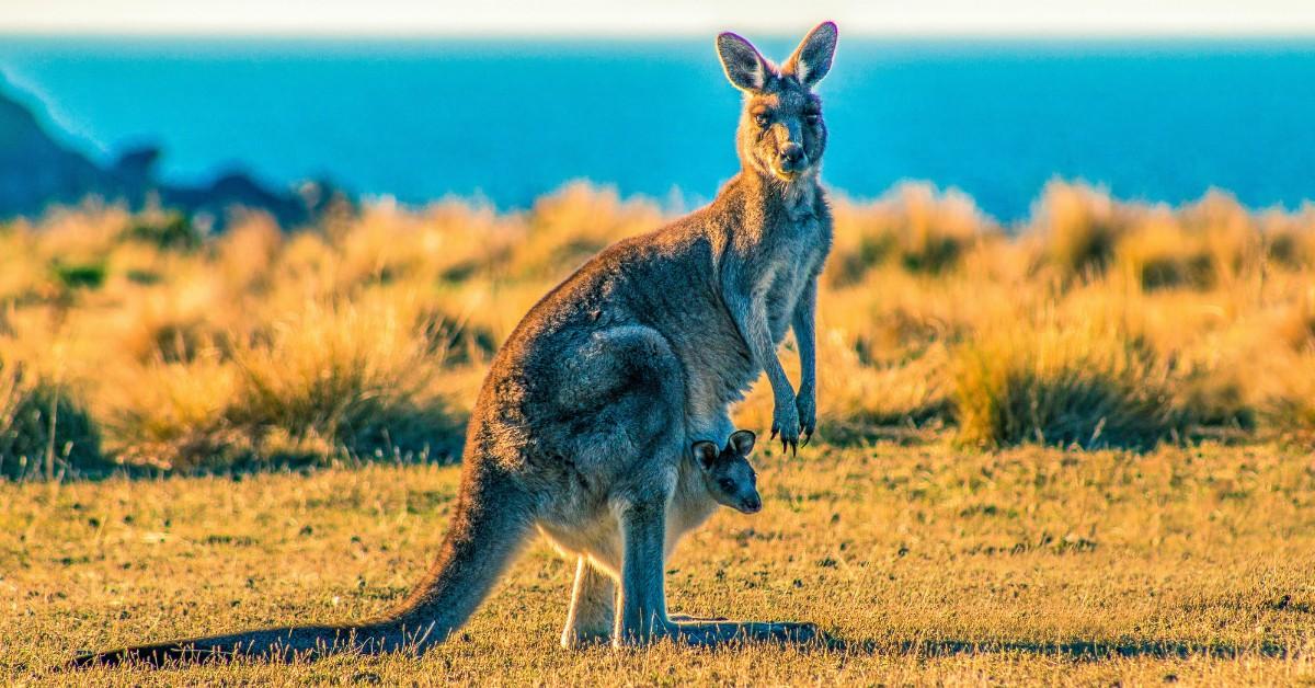 A kangaroo stands in the middle of a barren field with a little joey in her pouch