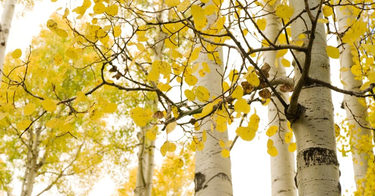 fastest growing shade treesaspen