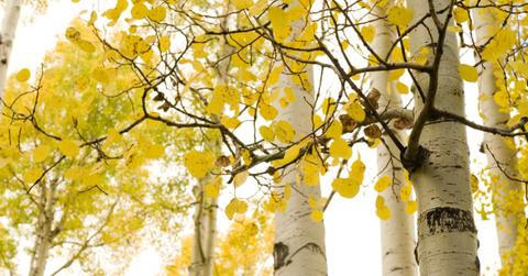 fastest growing shade treesaspen