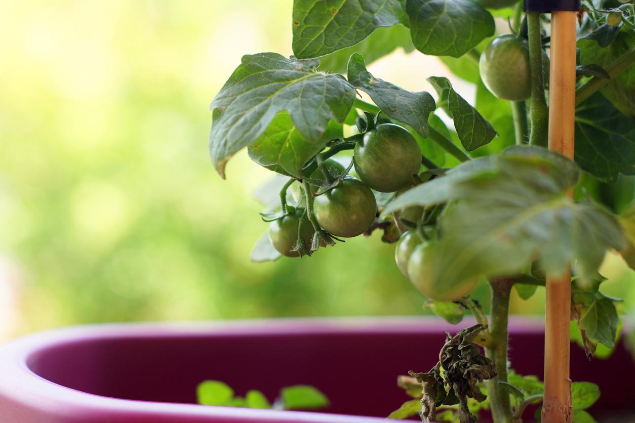 yellow tomato leaves pot