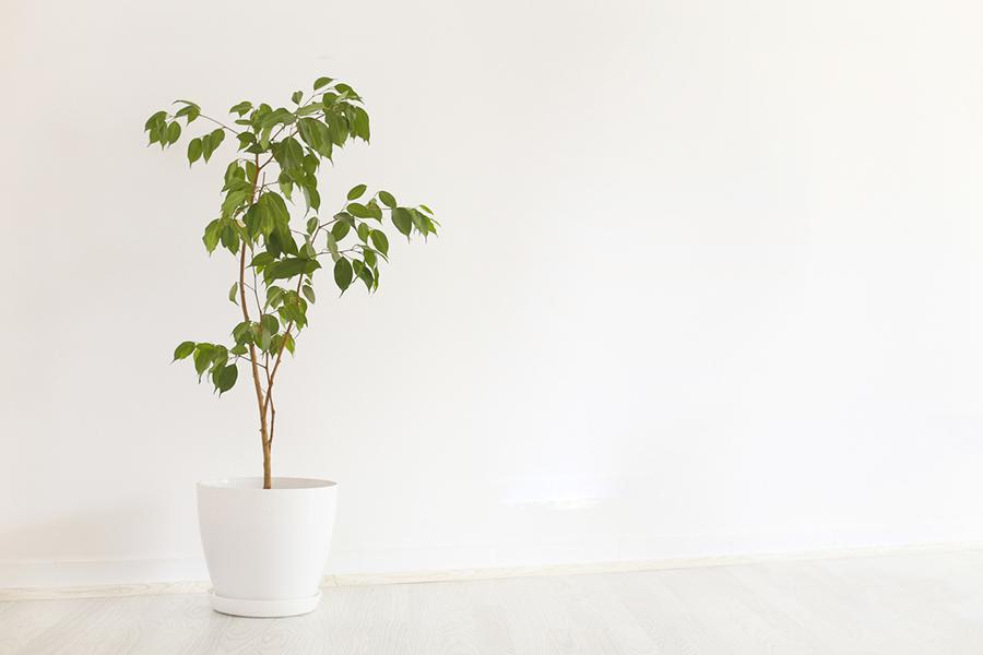 ficus plant purify air