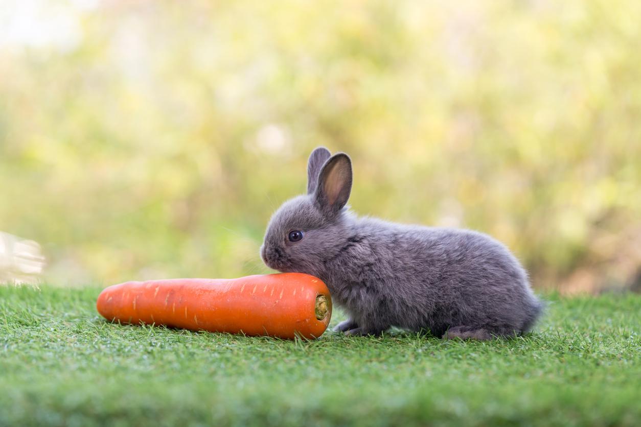 A gray bunny sits beside a large carrot atop artificial grass.