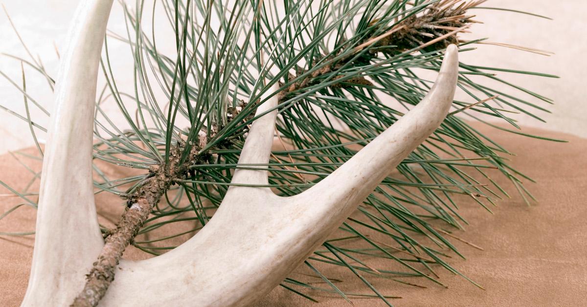 What to Do With Pine Needles in Your Backyard, Instead of Trashing Them