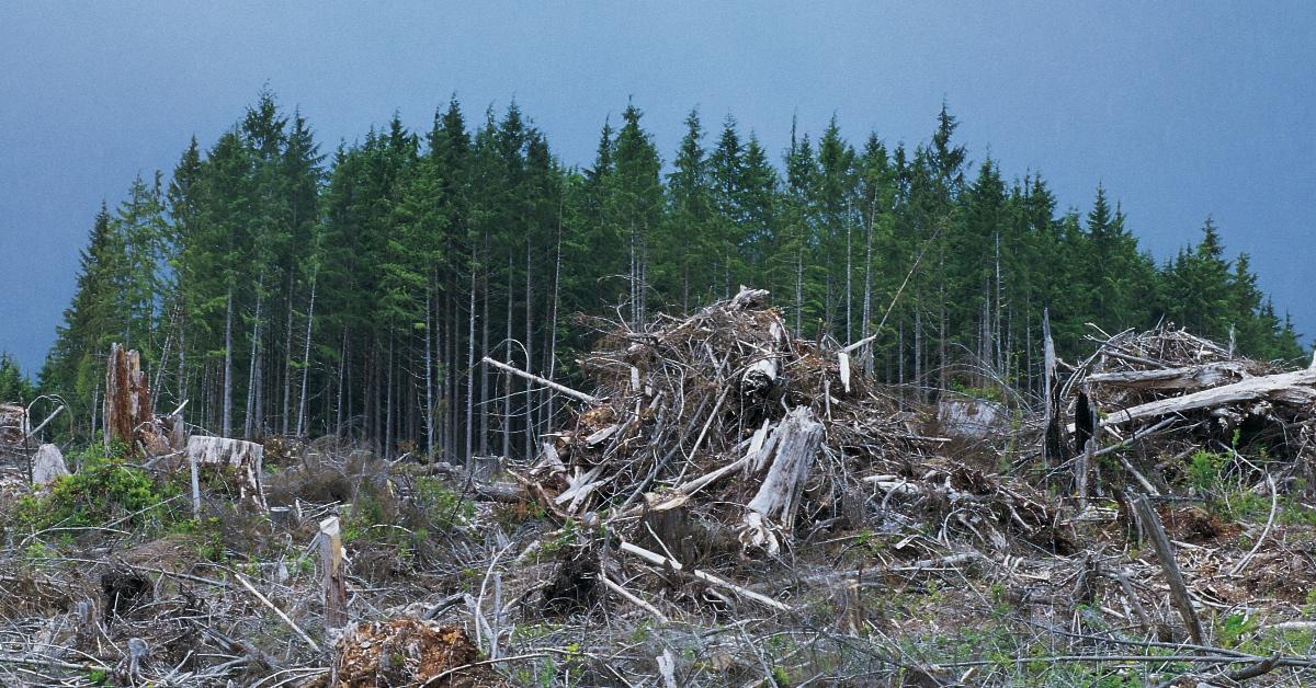 Clear cutting a forest.