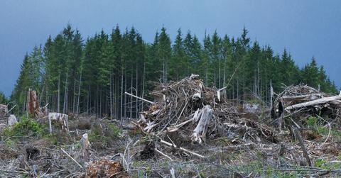 How Does Deforestation Affect the Carbon Cycle?