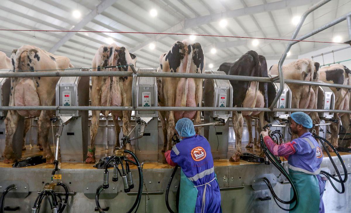 cows cafo dairy