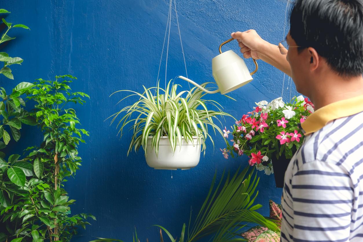 A man waters his propagated spider plant.