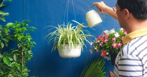 Here's How to Propagate a Spider Plant