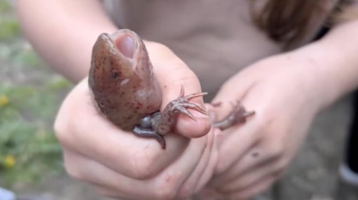 An Axolotl Was Found in Wales By 10-Year-Old Girl