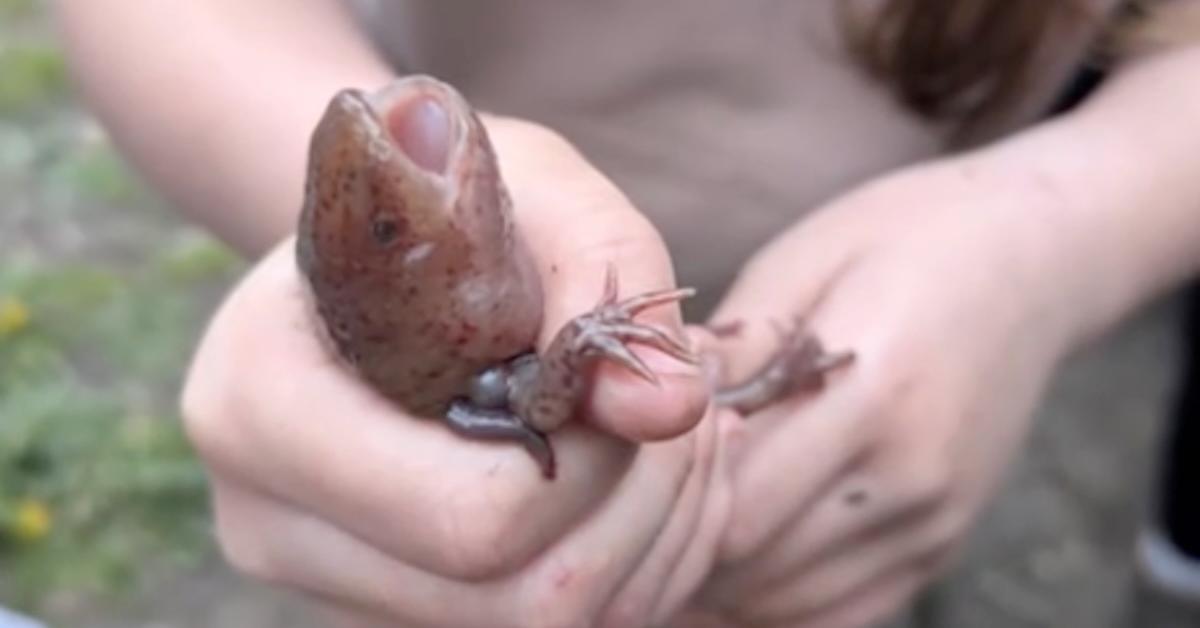 10-Year-old Girl Finds a Mexican Axolotl Far From Its Home in Wales