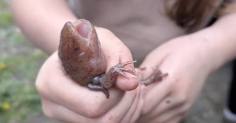 An Axolotl Was Found in Wales By 10-Year-Old Girl