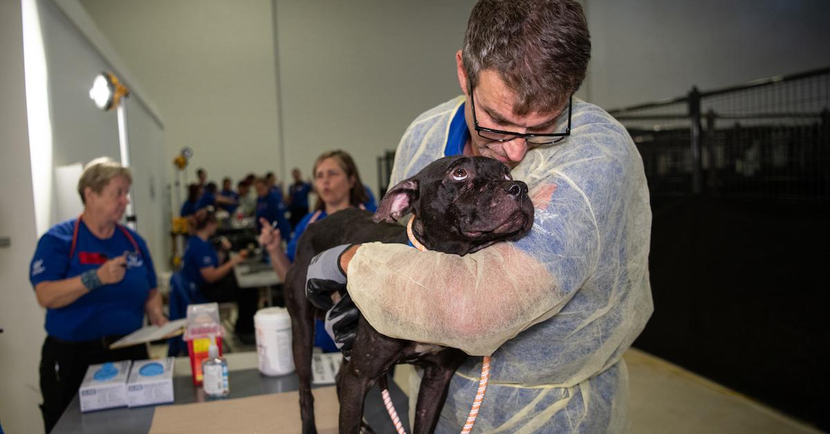 Dog Rescued From Fighting in South Carolina