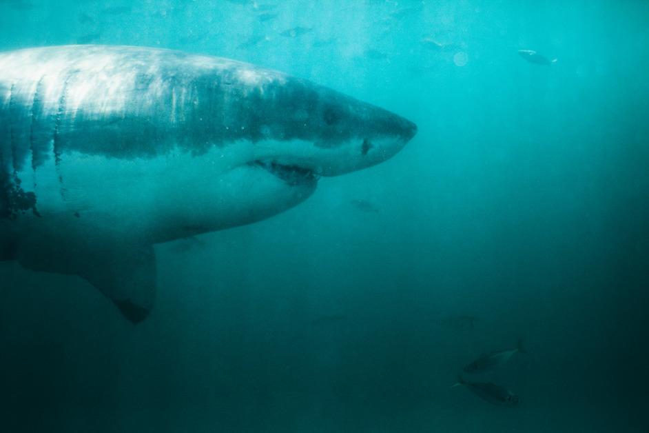 The 1916 Shark Attacks That Gave Sharks a Bad Rap