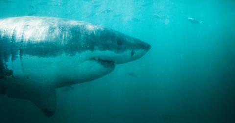 Shark Attack of 1916