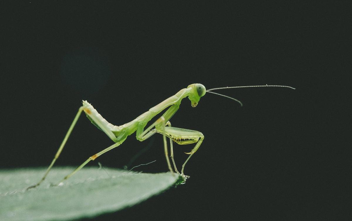 Are Praying Mantises Poisonous? A Guide to All Things Mantis
