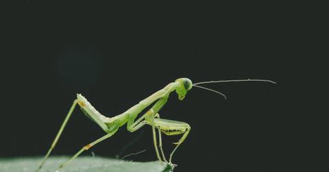 praying mantis on a leaf