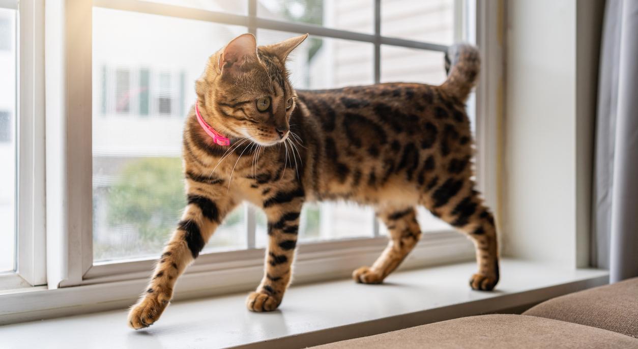 A bengal cat walking across a window sill. 