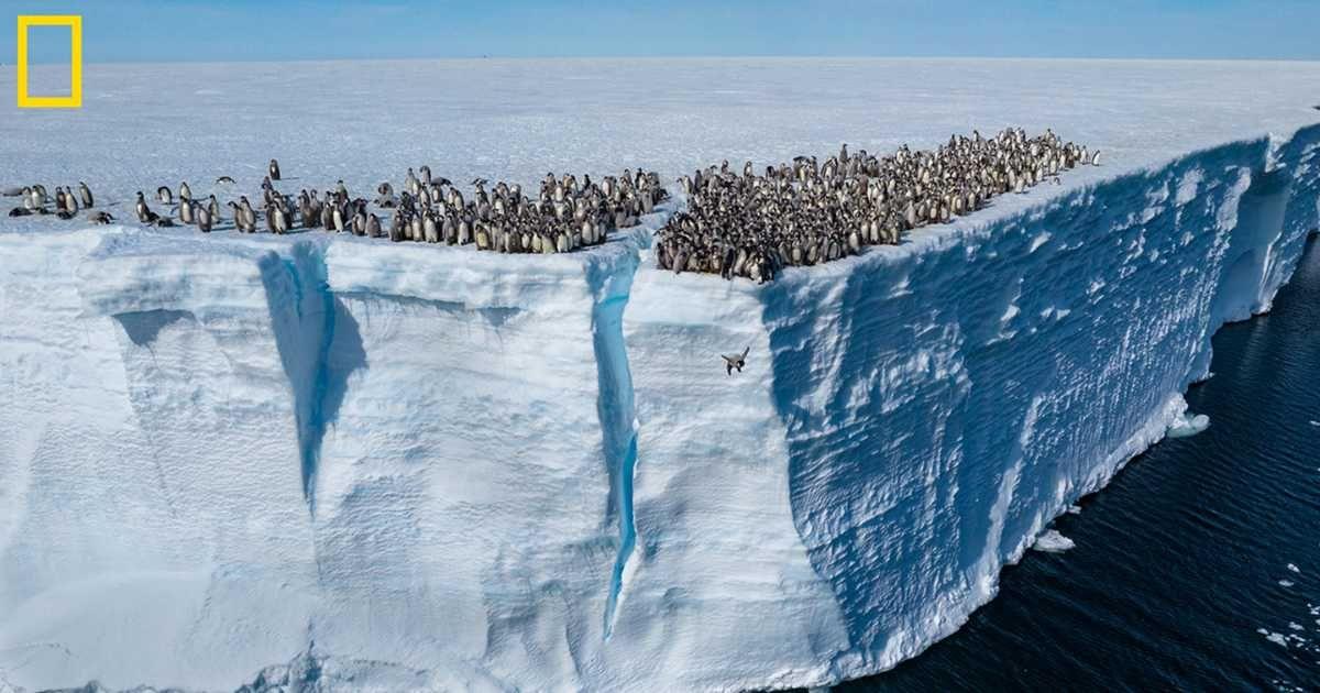 A baby emperor penguin jumps from a 50-foot cliff in Antarctica. (Cover Image Source: YouTube | @NatGeo)