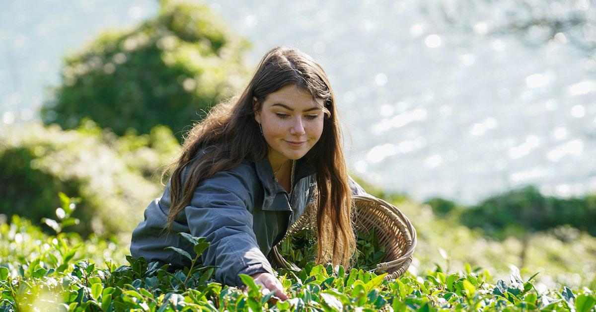 Woman picking tea