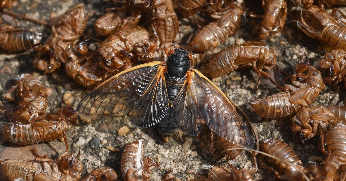 A cicada amongst several cicada shells