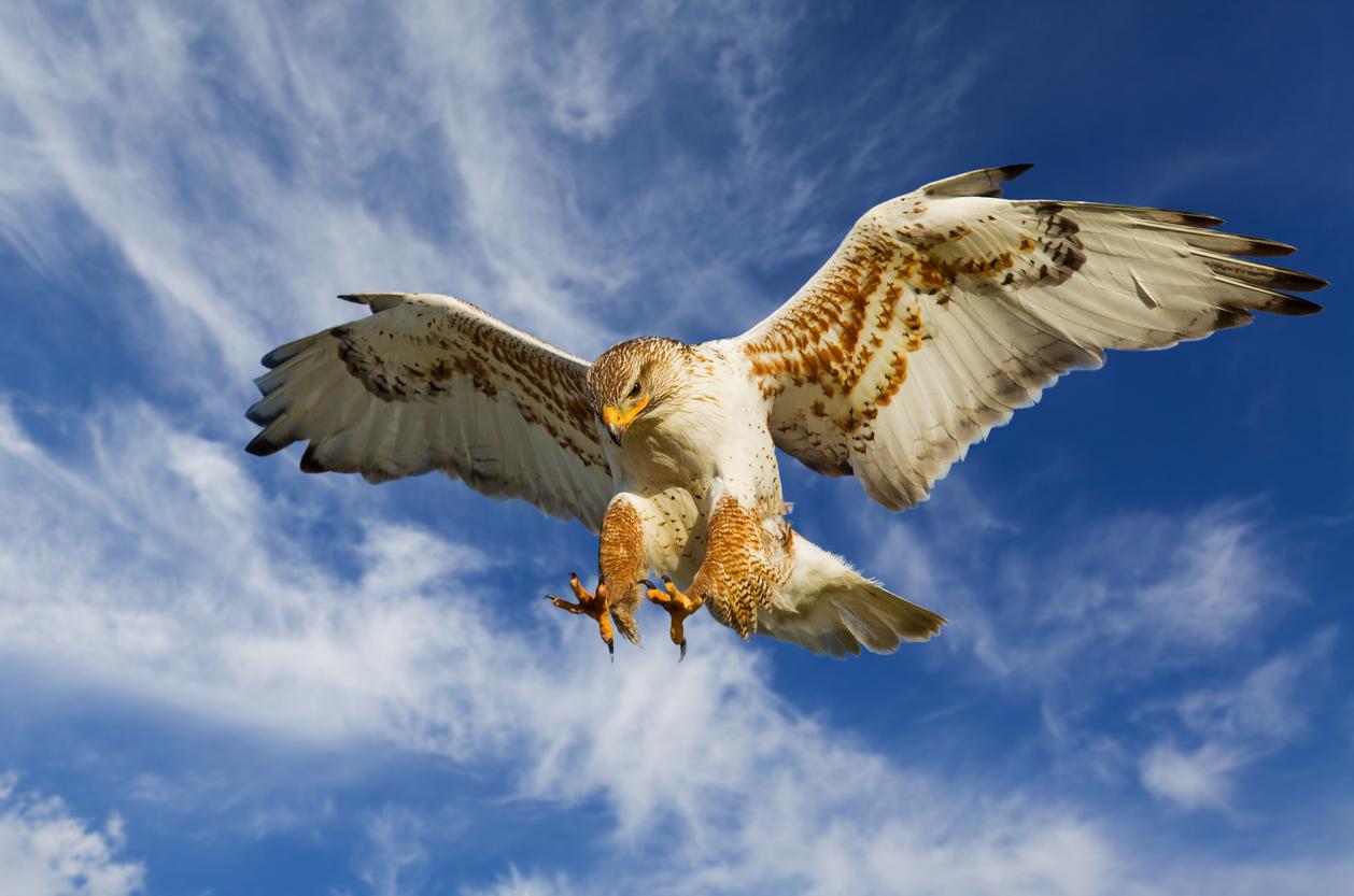 A hawk appears flying through the sky with clouds in the background.