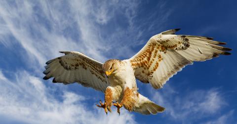 A hawk appears flying through the sky with clouds in the background.