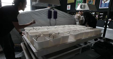 How to get started hydroponic gardening