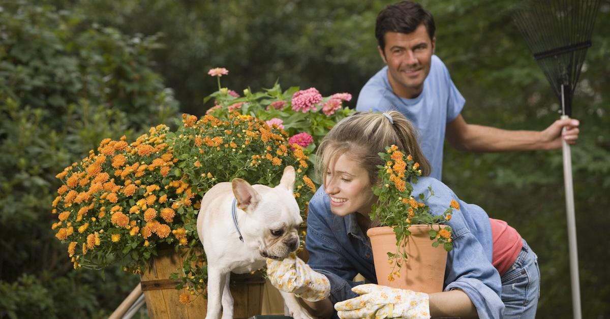 are gardenia plants poisonous to dogs and cats