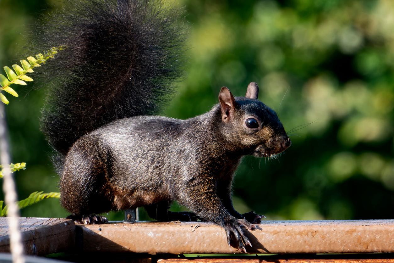 A black squirrel is photographed with green trees in the background.