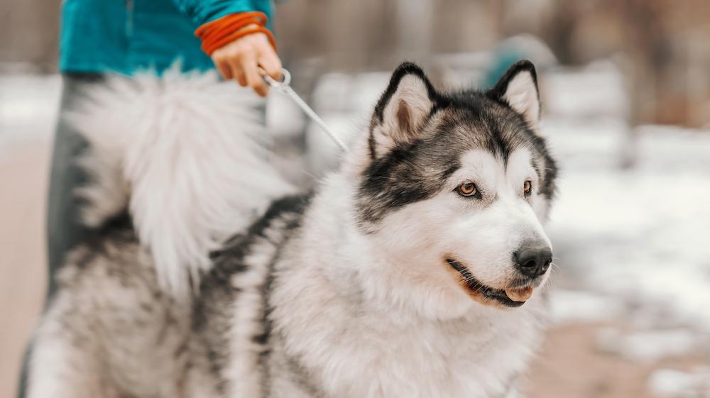 A Siberian Husky on a leash.