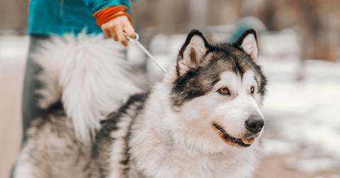 A Siberian Husky on a leash.