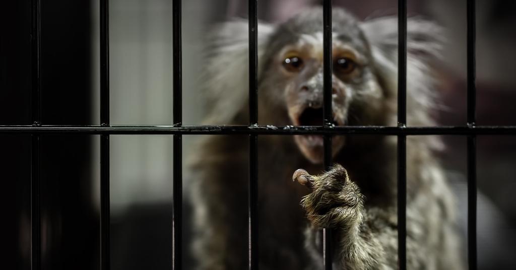 Should Exotic Animals Be Kept as Pets? What You Should Know