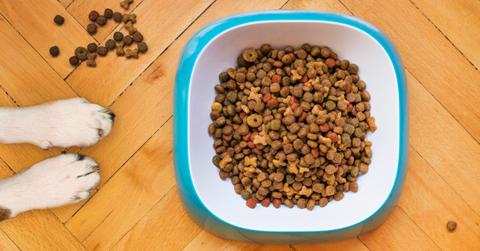 A pair of puppy paws reach towards a bowl of dog food