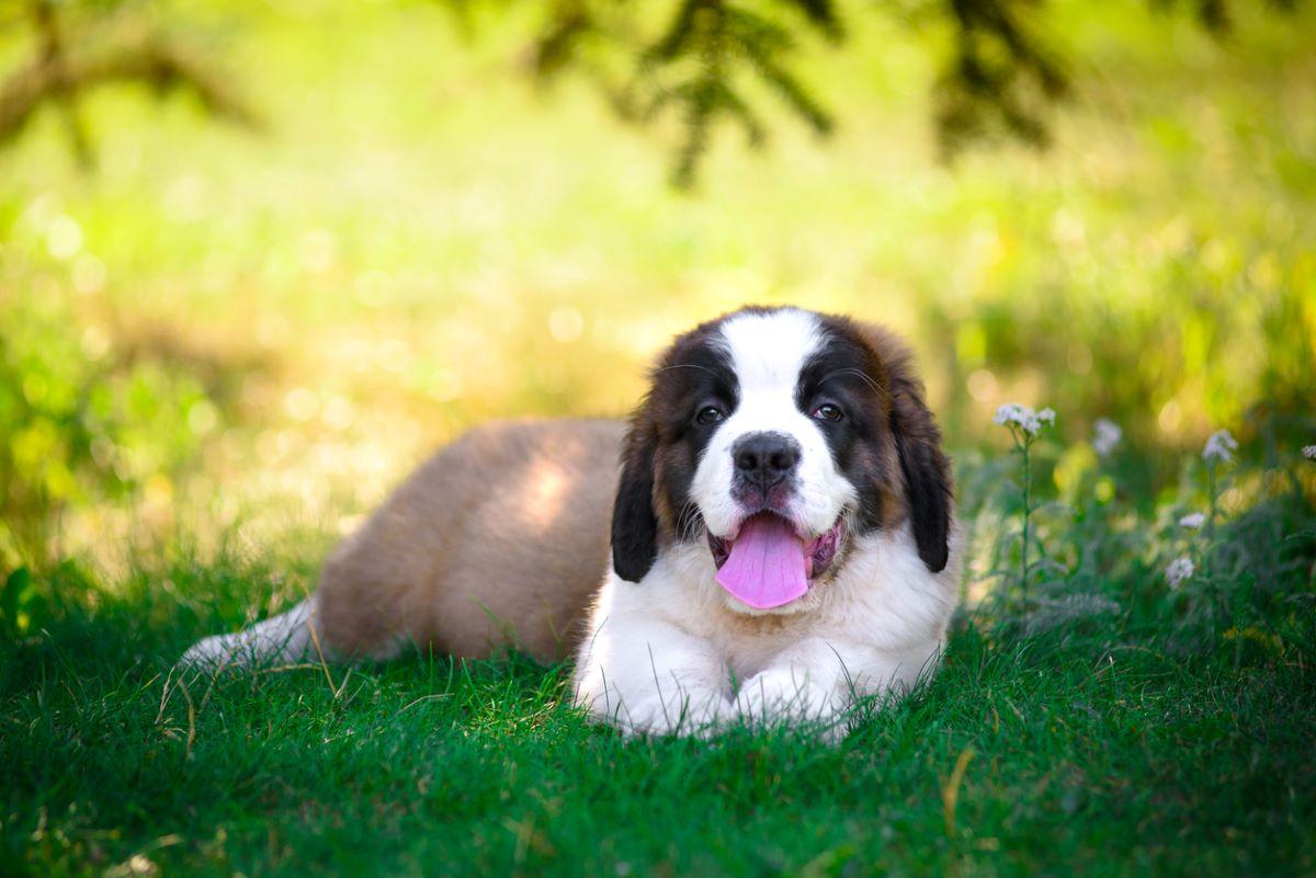 A Saint Bernard puppy lying in the grass