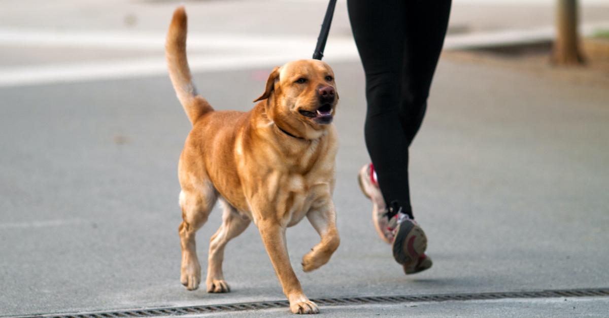 dog run leash