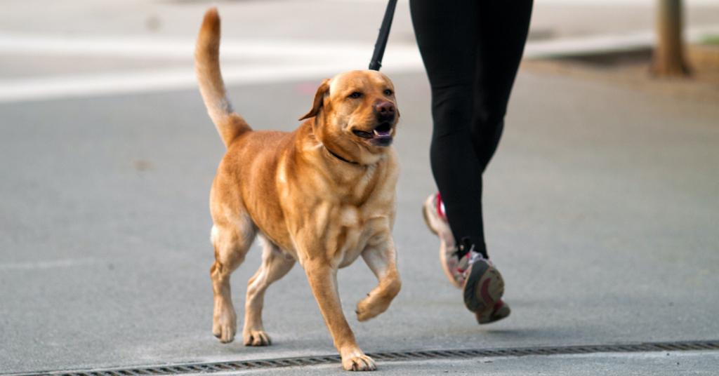 Do Dogs Like Running With Their Humans? Here's What Experts Say