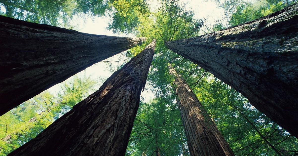 Massive redwood trees stretching towards the sky