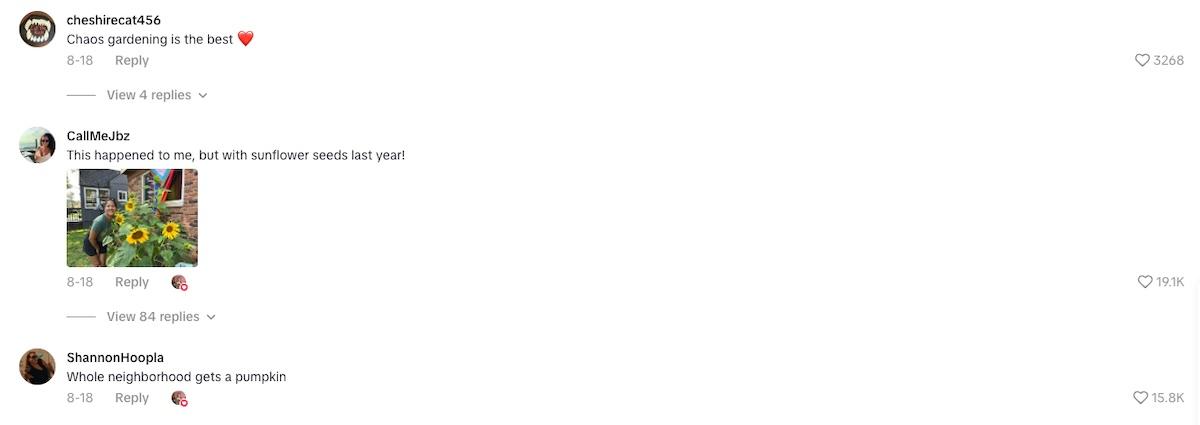 accidental pumpkin patch