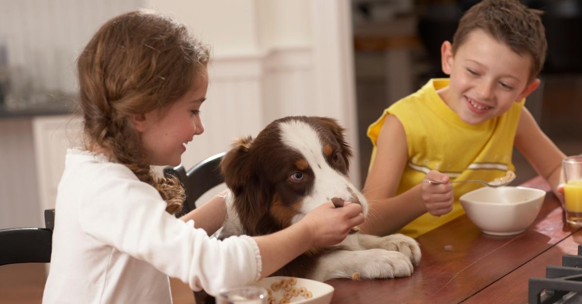 Two kids at the kitchen table sharing their breakfast with the dog. 