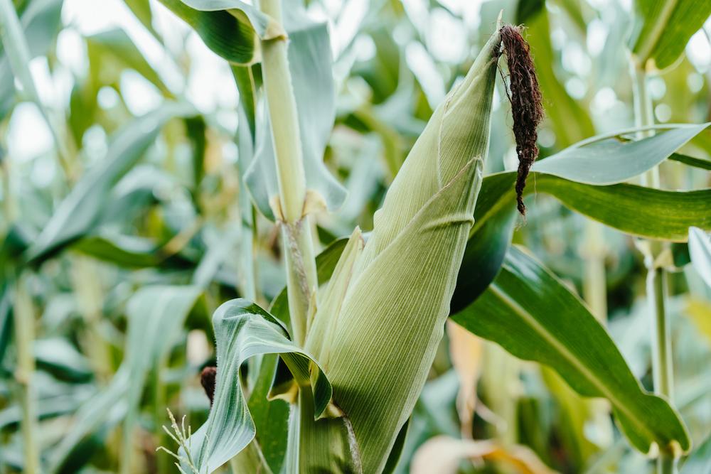 Corn growing in a field
