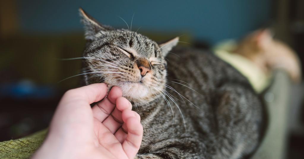 What Does It Mean When My Cat Purrs?
