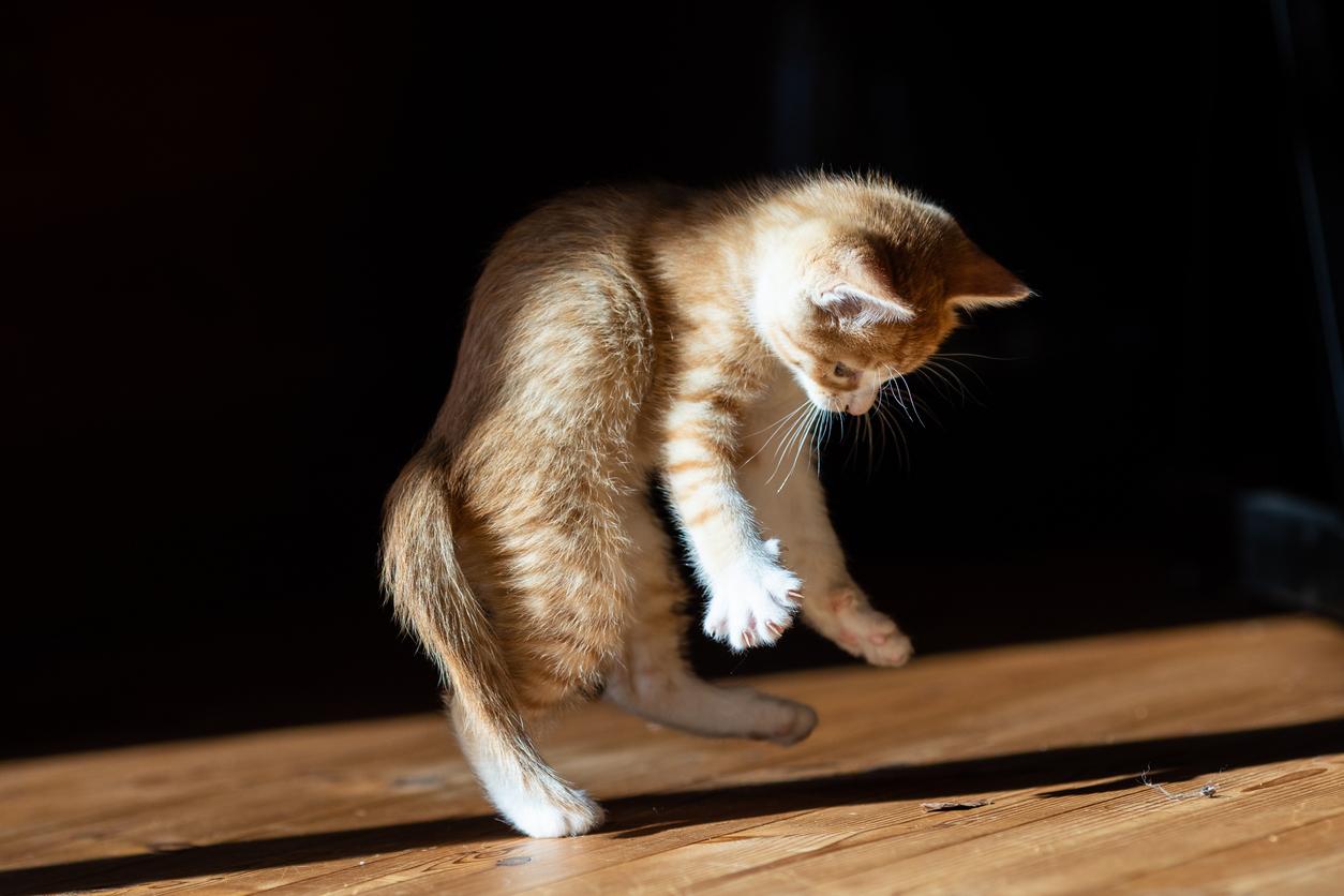 A playful orange cat with the zoomies reacts to a beam of light during the night time.