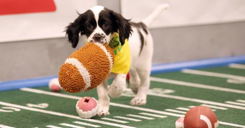 Puppy Bowl