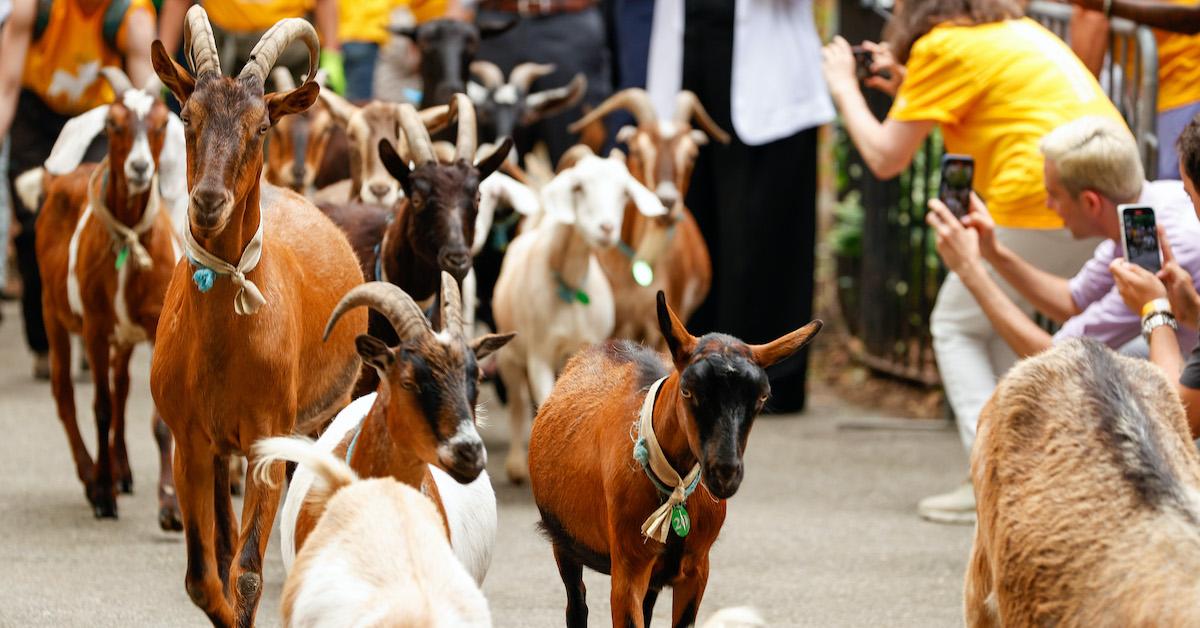 Running of the Goats in Riverside Park