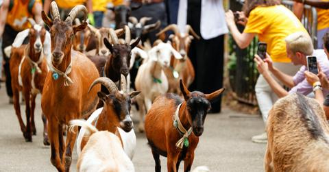 Running of the Goats in Riverside Park