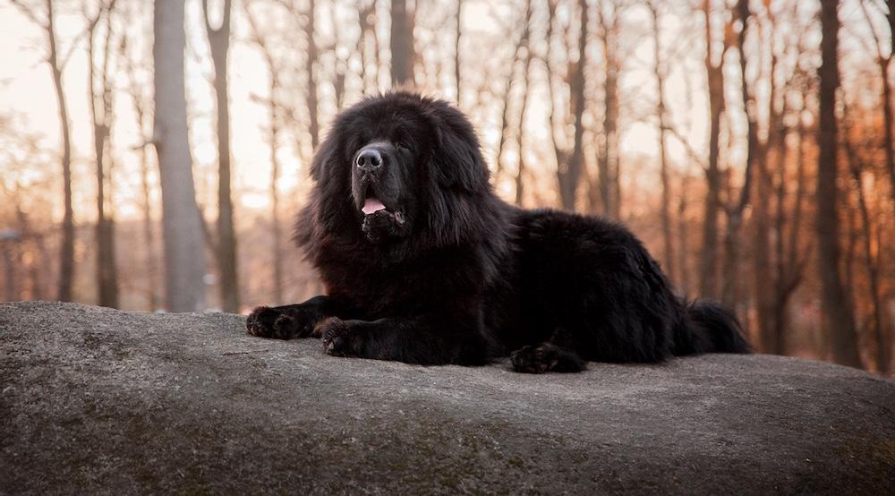 A Tibetan Mastiff sitting on a rock outside. 